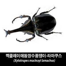 멕클레이애왕장수풍뎅이표본-Xylotrupes macleayi lamachus, 수컷 65~69mm, 1개
