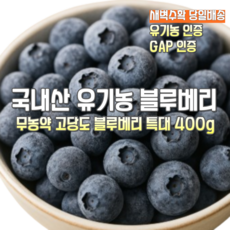 [산지직송] 국내산 25년 새벽수확 당일배송 유기농 무농약 고랭지 고당도 햇 블루배리 특대. 가정용 선물용, 1박스, 새벽수확 유기농 무농약 고당도 블루베리 특대 400g
