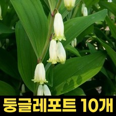 둥굴레모종 둥굴레식물 10개 포트 텃밭 정원 꽃