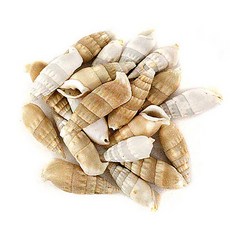 조개껍질L 100g 약25개입 껍데기
