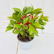 dec6ae02bde346b948f22535b3fe1d36a11b179bd7166c34a1d97066969f.jpg