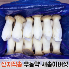 [산지직송] 향이 진하고 쫄깃쫄깃 무농약 새송이버섯 1kg 2kg / 버섯 새송이 새송이버섯2kg 못난이새송이버섯 꼬마새송이버섯 못난이버섯, 못난이, 1박스