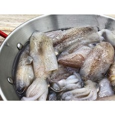대왕꼴뚜기