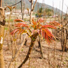 참죽나무 h20-30cm 전후 5주묶음 가죽나무