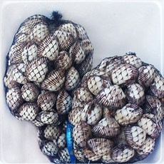 지투지샵 새꼬막 2kg 대사이즈, 1개