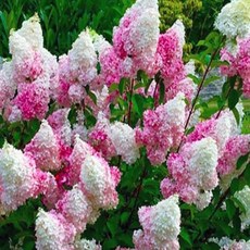 바닐라프레이즈