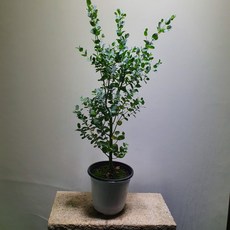 7e004b120a4cfb56f4e57b9b08a5590f3904793957c0a52b41b787f8b945.jpg