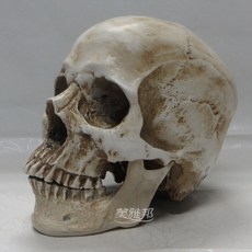 다이캐스트 고정밀도 실제모방 두개골 모형 할로윈데이 나무수지 해골머리 의학 이마 미술 회화 따라그리기 택배, T03-1:1두개골 : 하이 컬러 앤티크 : 참고 전용