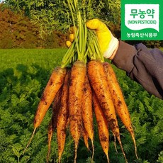 직송 제주 구좌 무농약 햇 당근 흙당근 국내산, 1박스, 특/상품 5kg