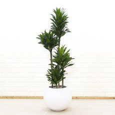 드라세나콤팩타