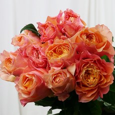 [로즈온리] 빅토리안시크릿 장미 한단 생화택배