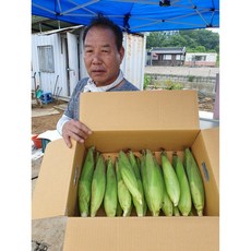 강원도옥수수-추천-상품