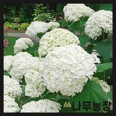 아나벨수국