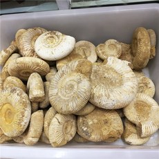 하이지덴트알지네이트1kg