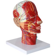 눈해부학실습3판