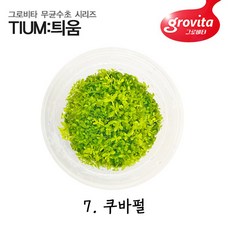 무균 수초 쿠바펄 전경 쉬운 초보, 1개