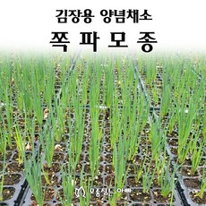 쪽파모종