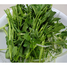 [농장직송] 국내산 24년 당일수확 무농약 청도 한재 미나리 1kg 2kg 3kg 무농약미나리 청도한재미나리 당일수확미나리 24년햇미나리 청도미나리, 1개