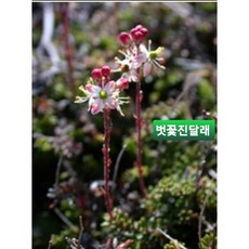 벗꽃진달래(천도사쿠라)