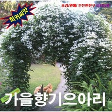 가을꽃씨