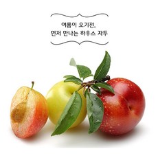 김천 하우스 자두 새콤달콤 아삭한 프리미엄 햇자두, 1box, 하우스 자두 14~20과내외/500g