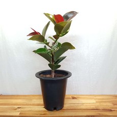 무지개정원 소피아 고무나무 화분