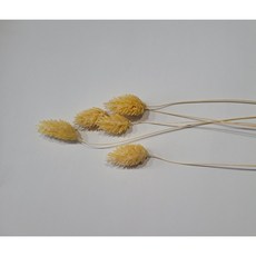 에피파니플라워