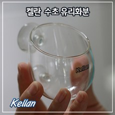 켈란 물속화분 수초화분 마리모 키우기, 1개