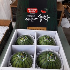 창원 애플수박(미니수박)