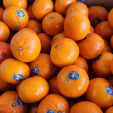 [2+1 행사] 고당도 프리미엄 미국 귤 큐티스 만다린귤 수입 감귤 오렌지, 500g(2개 주문시 1.5kg 발송), 2개