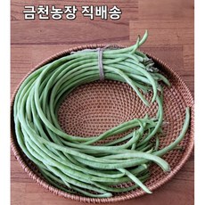 줄기콩