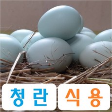 청계초란