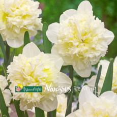 건강한춘복이네