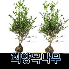 순희농장 회양목나무 30cm 5개묶음 50cm 5개