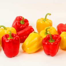 [블루밍그린] 국내산 못난이 빨강 노랑 혼합 파프리카 (가정용) 1kg, 1개