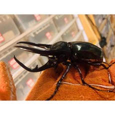 장수풍뎅이표본 건조 관찰 박제 키트 만들기 관찰 곤충, 유충L3유충단일암컷(말단울트라옐로우), 5개