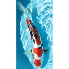 일출폭포십자수