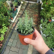 잉글리쉬라벤다 소품 라벤더 허브 10~25cm 23