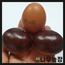 (나무농장) 밤나무 대보 R4 내외 결실주 분, 1개