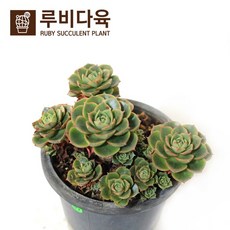 //상품명