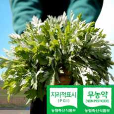 [무농약 햇쑥] 국내산 거문도 친환경 해풍쑥 노지 생쑥 산지직송, 1kg, 1개