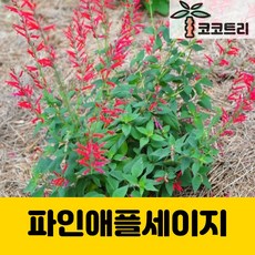 [코코트리] 파인애플세이지(허브), 1개, 10cm포트
