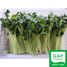gap 수경재배 무순 150g, 10개
