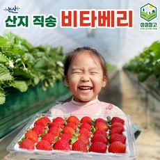 싱싱창고 논산직송 비타베리 딸기 최상급 설향 생딸기 제철과일 프리미엄 당도높은 특품 딸기 현지직송, 4