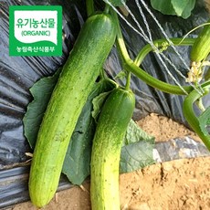 강원도 홍천 유기농 무농약 아삭아삭 시원하고 상큼한 유기농 인증 백다다기 오이, 1개, 2kg