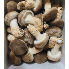 문경 송화고 고기버섯 송고 솔송화버섯 500g 1kg 송이향 고기맛 [원산지:국산(경상북도 문경시)], 1박스, 일반형1kg