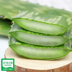 알로에 사포나리아 생잎 1키로, 1개, 치즈스토어 본상품선택