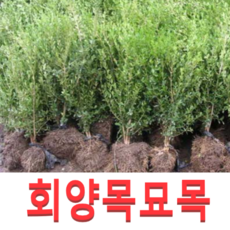 (성실G)회양목 묘목 실생1년생 100그루