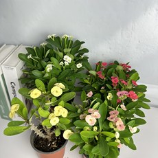 신천지선인장 다육 봄꽃 플랜테리어 식물 1두이상1-410, 꽃기린, 노랑색, 1개
