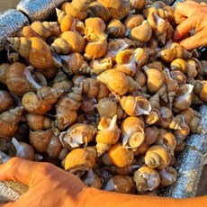 동해안 활 백골뱅이 소 1kg 백고동 골뱅이, 1개